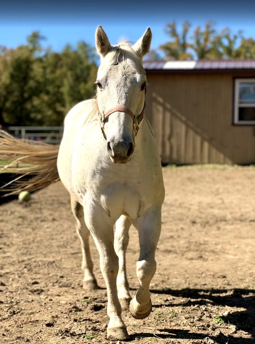 Billie, 13yo American Quarter Horse gelding, 15.3hh