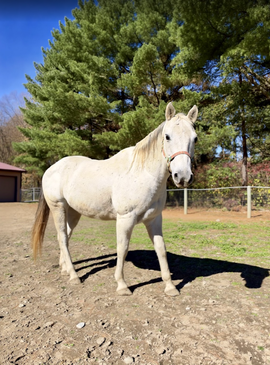 Billie, 13yo American Quarter Horse gelding, 15.3hh
