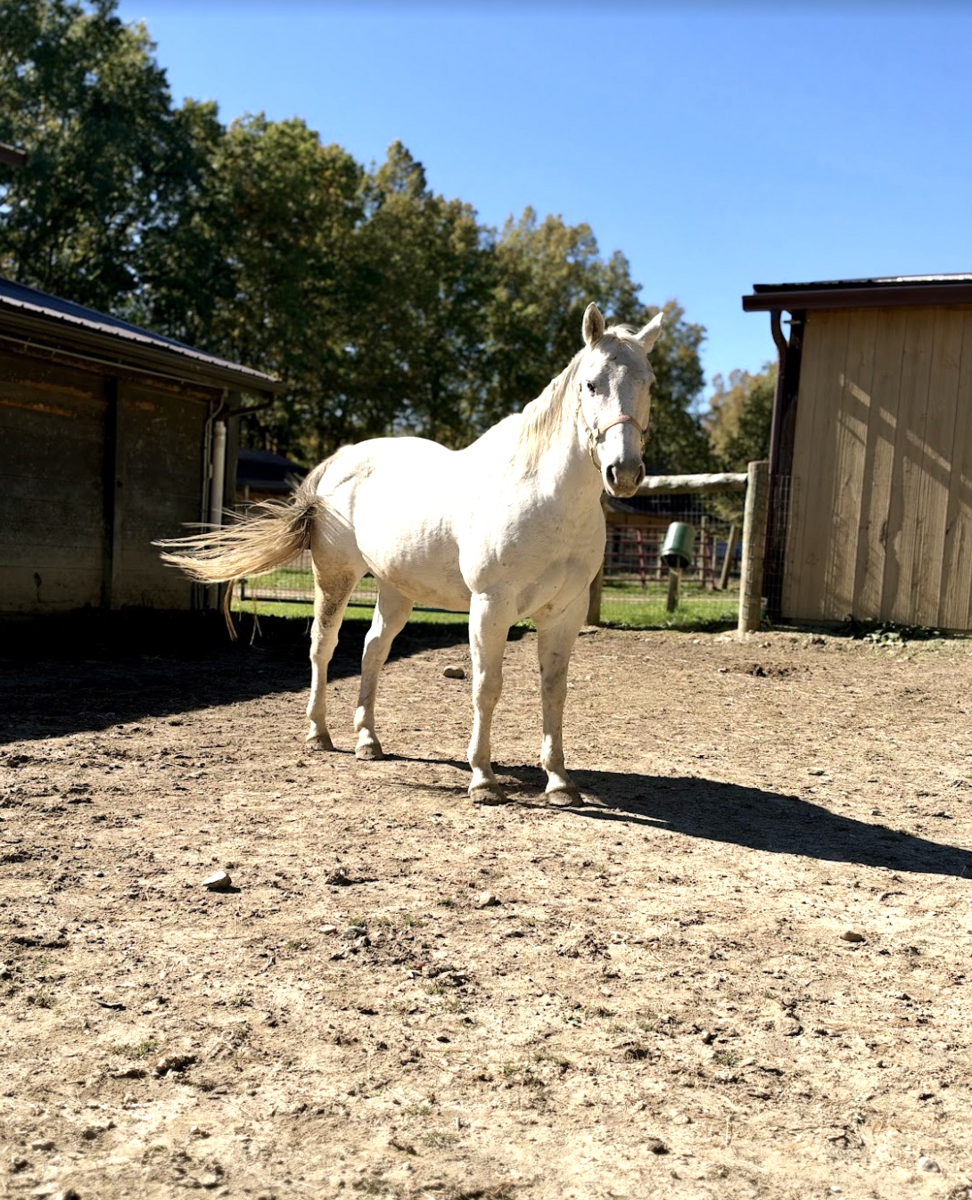 Billie, 13yo American Quarter Horse gelding, 15.3hh