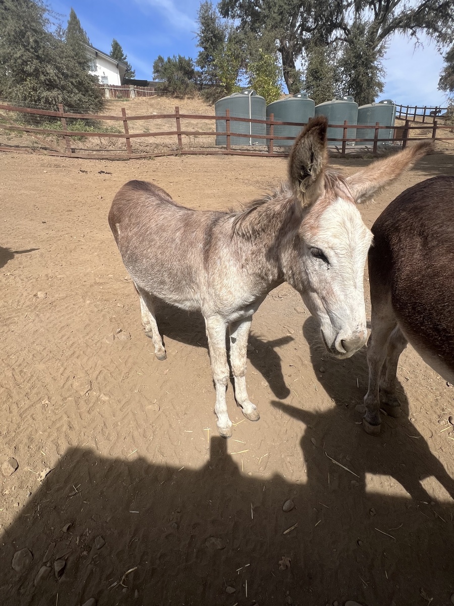 Levi, 1yo Donkey gelding, 11.0hh