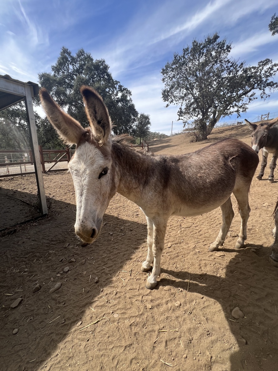 Levi, 1yo Donkey gelding, 11.0hh