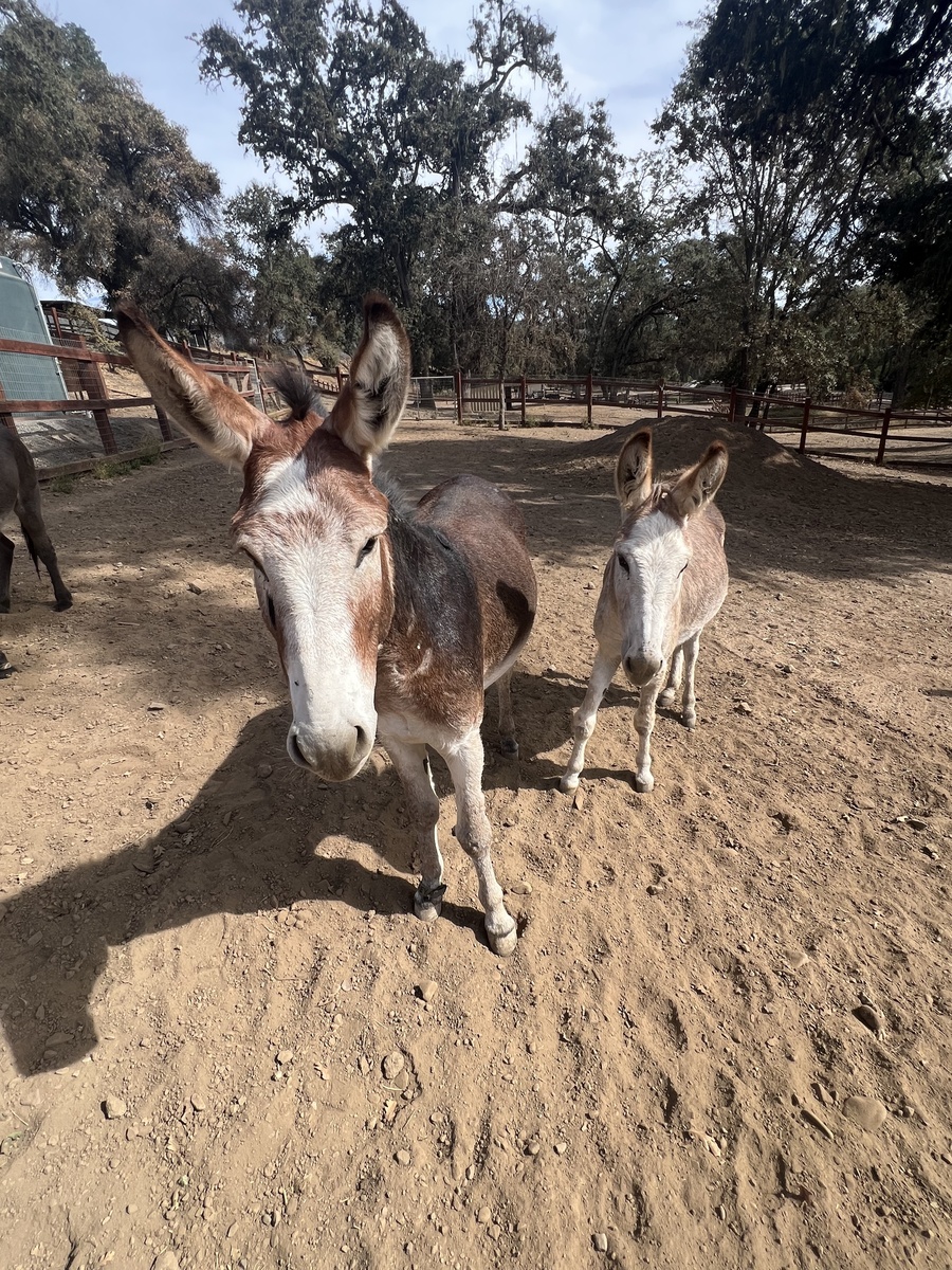 Levi, 1yo Donkey gelding, 11.0hh