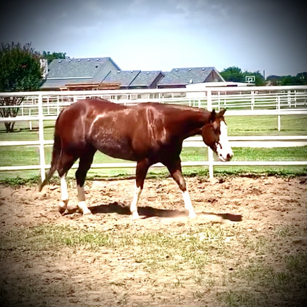 THIISCHICLOVESAGUN (Mercedes), 11yo AQHA Quarter Horse APHA Paint mare, 14.3hh