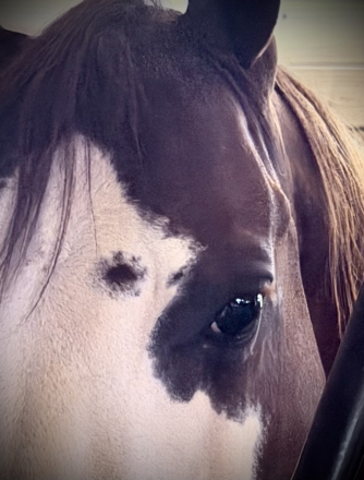 THIISCHICLOVESAGUN (Mercedes), 11yo AQHA Quarter Horse APHA Paint mare, 14.3hh