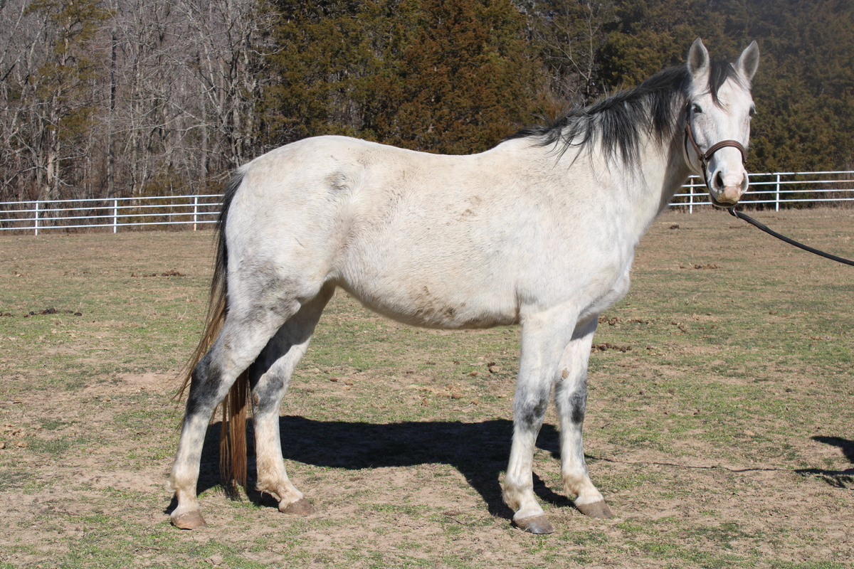 Thistle, 10yo Thoroughbred mare, 15.1hh