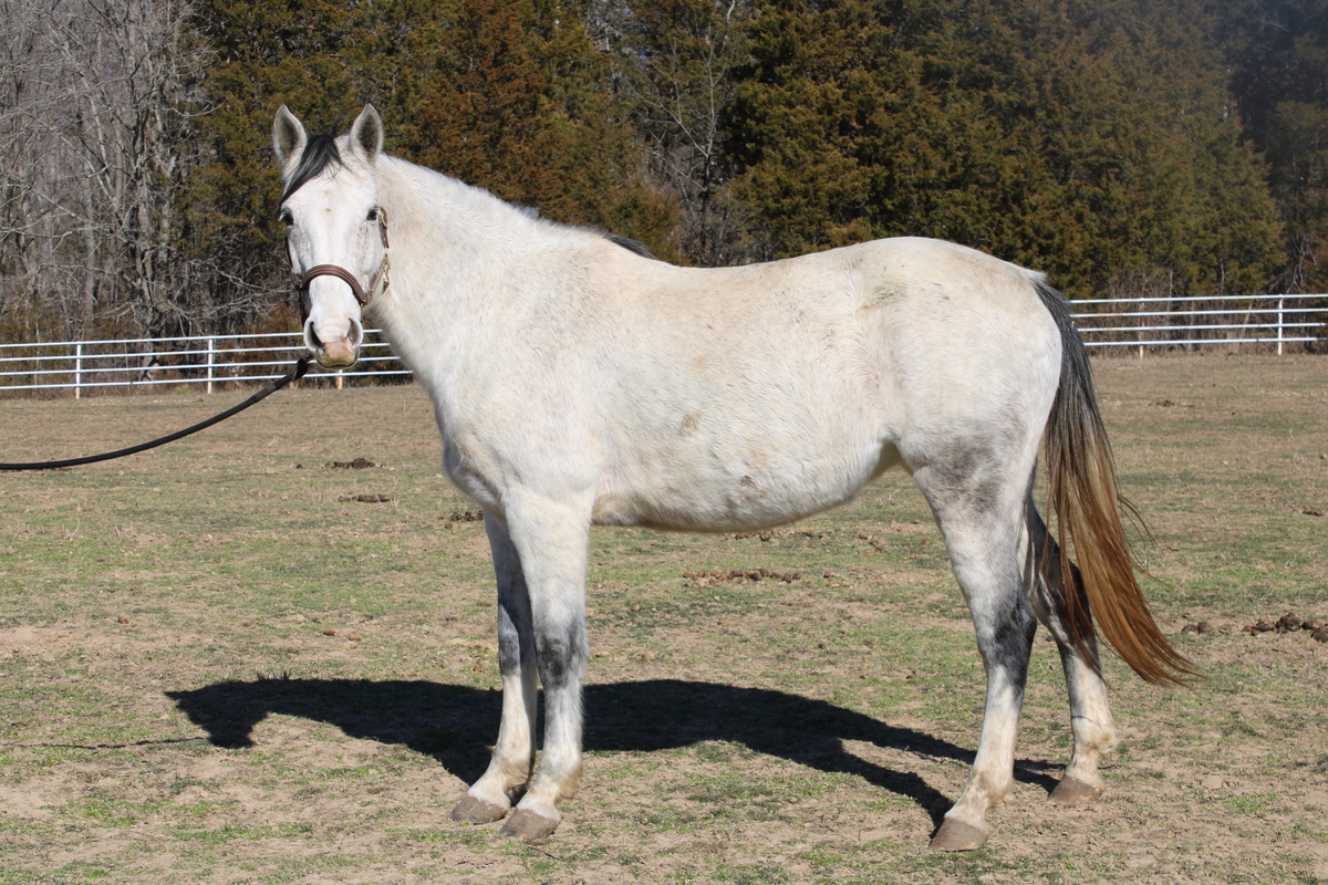 Thistle, 10yo Thoroughbred mare, 15.1hh