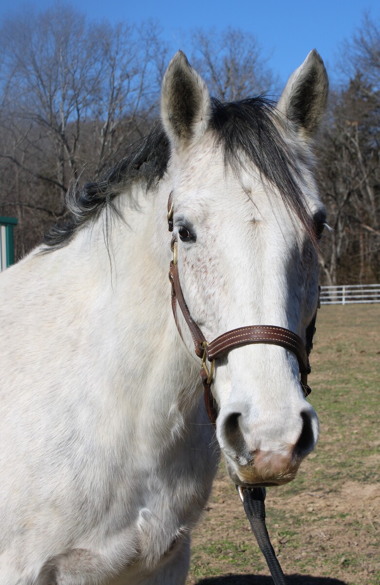 Thistle, 10yo Thoroughbred mare, 15.1hh
