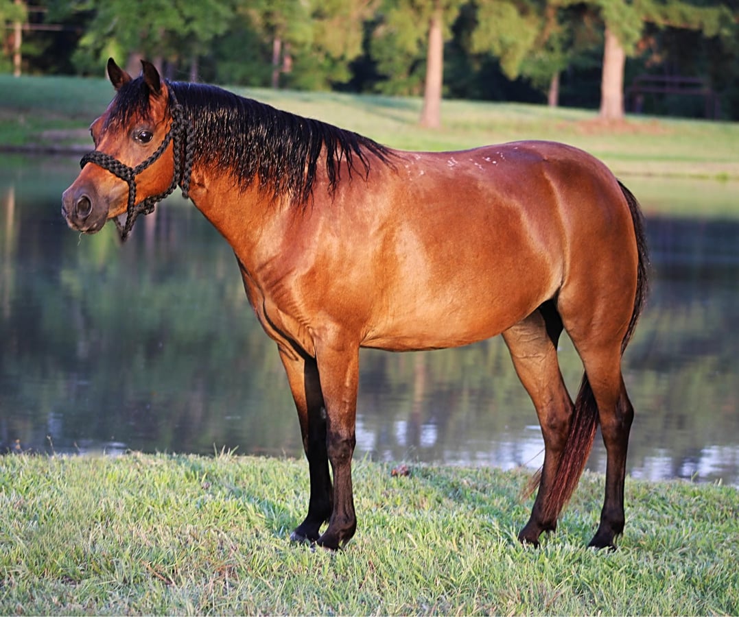 Shetland Ponies, 12yo Shetland Ponies gelding, 11.2hh