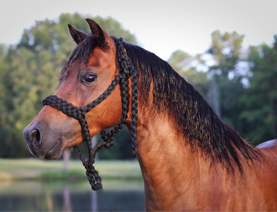 Shetland Ponies, 12yo Shetland Ponies gelding, 11.2hh