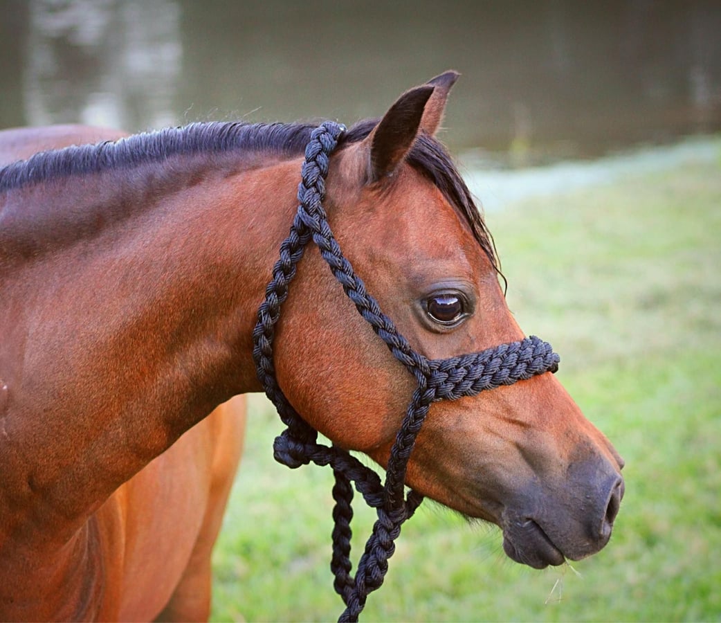 Shetland Ponies, 12yo Shetland Ponies gelding, 11.2hh
