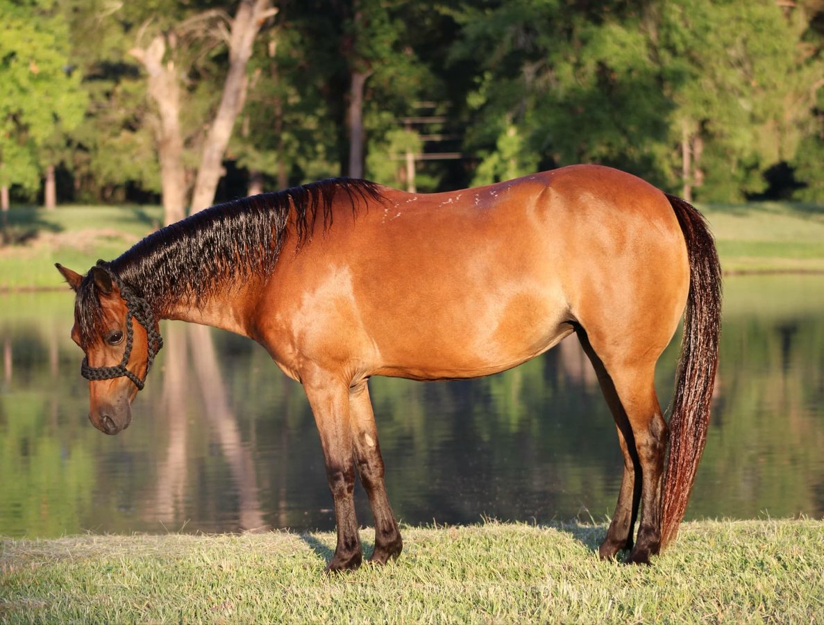 Shetland Ponies, 12yo Shetland Ponies gelding, 11.2hh