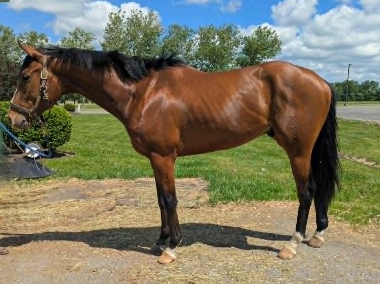 Executive Style, 4yo Thoroughbred gelding, 17hh