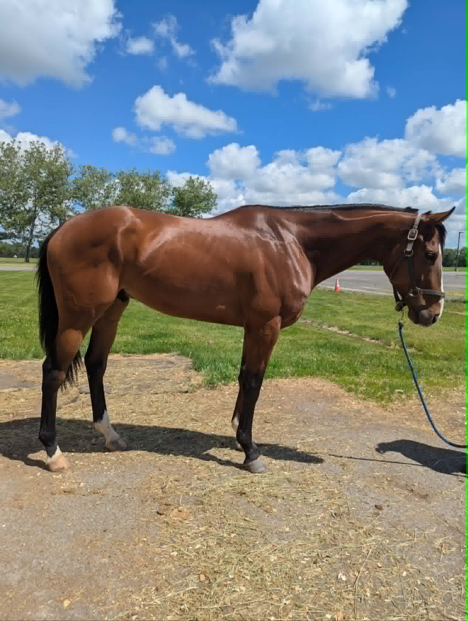 Executive Style, 4yo Thoroughbred gelding, 17hh