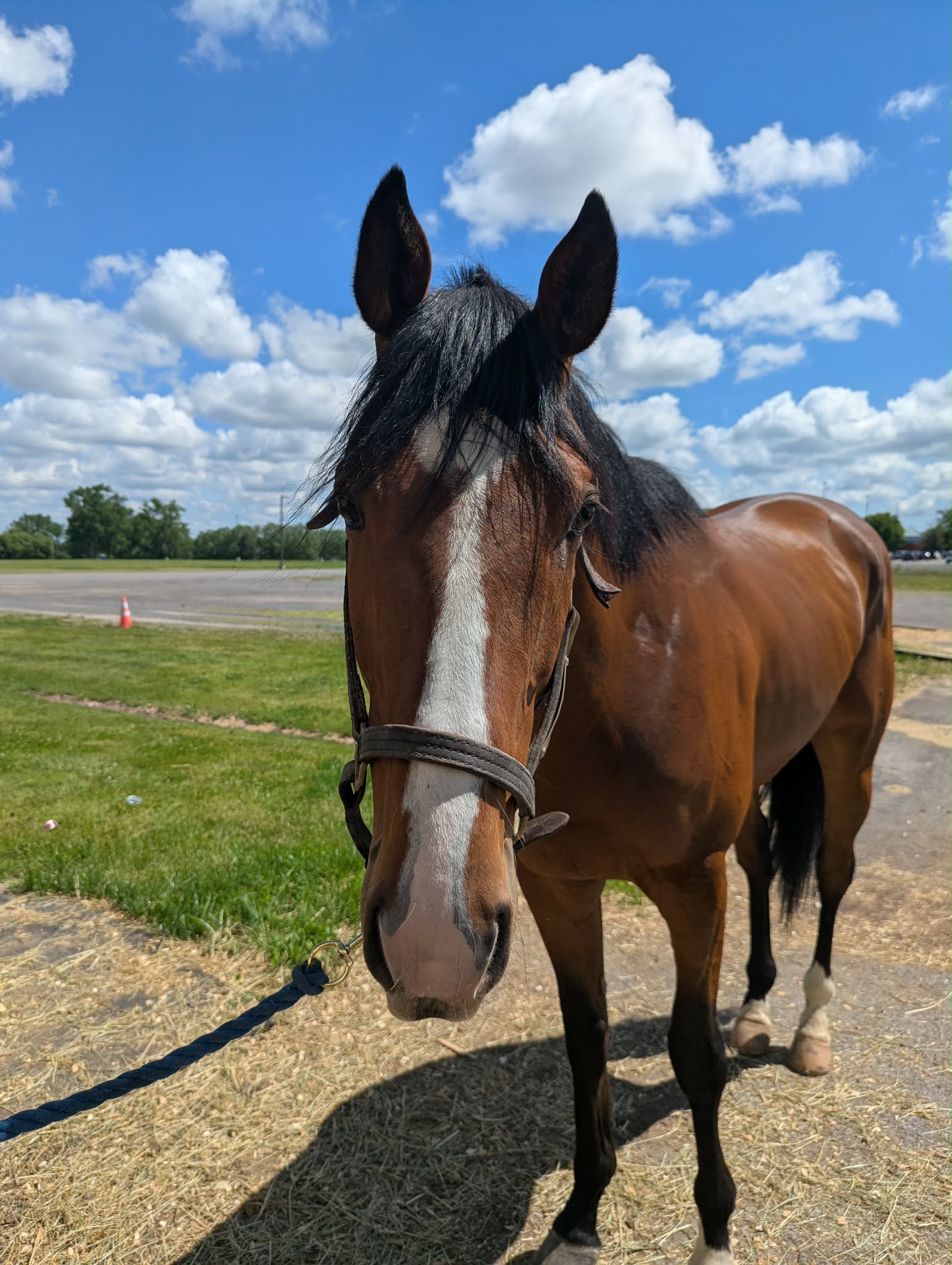 Executive Style, 4yo Thoroughbred gelding, 17hh