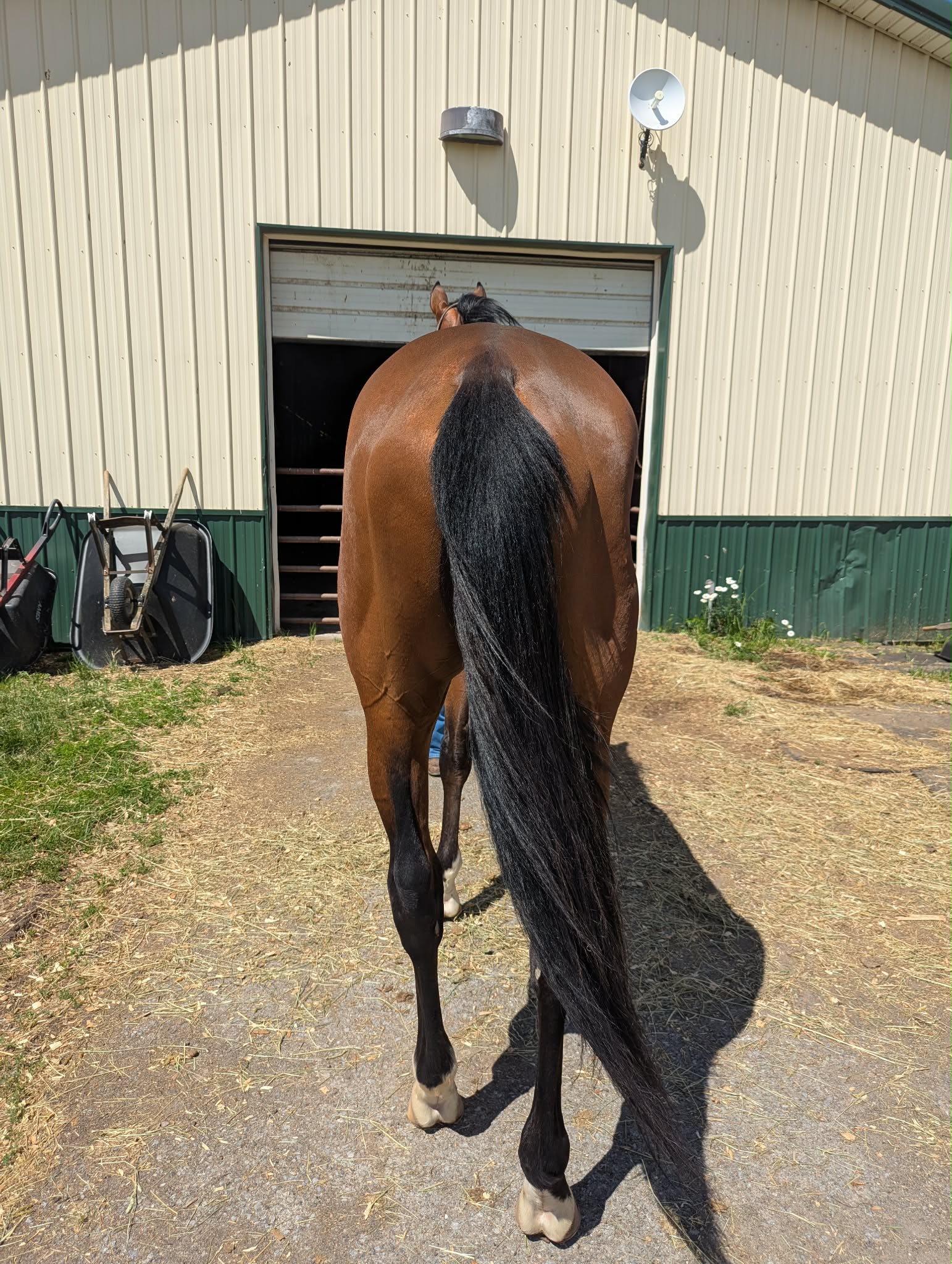 Executive Style, 4yo Thoroughbred gelding, 17hh