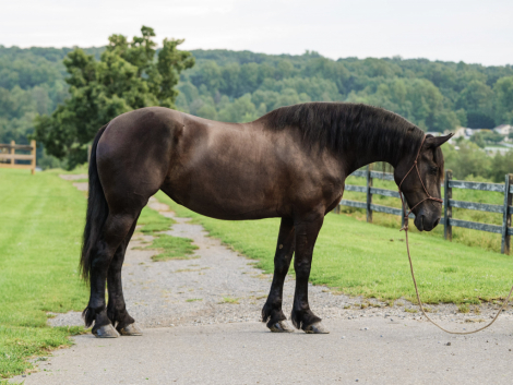 Rikki, 5yo Draft Horse Cross Friesian Cross mare, 16.3hh