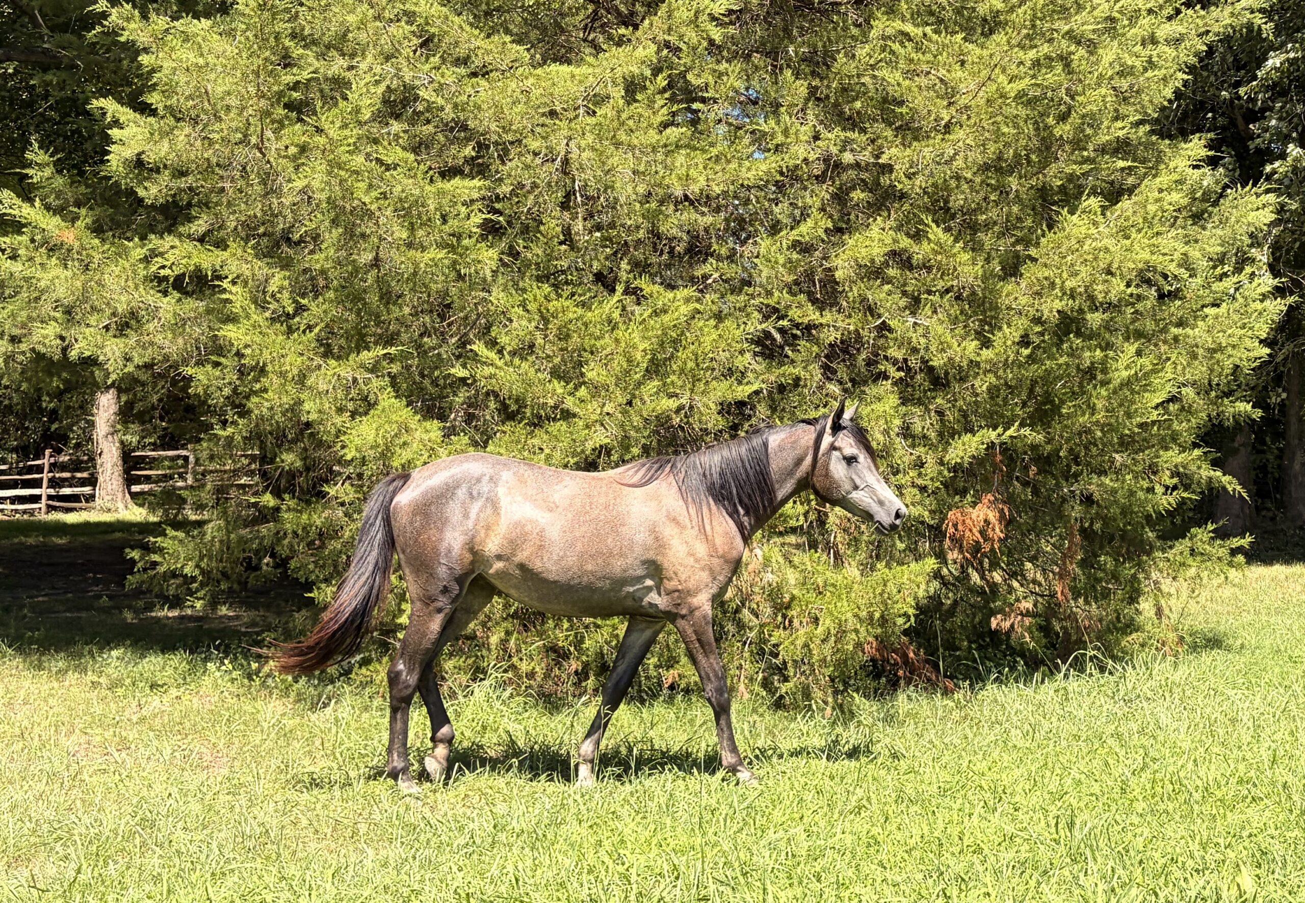Tobias, 17yo Arabian gelding, 14.0hh
