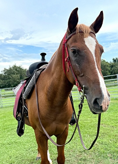 Tobias, 17yo Arabian gelding, 14.0hh