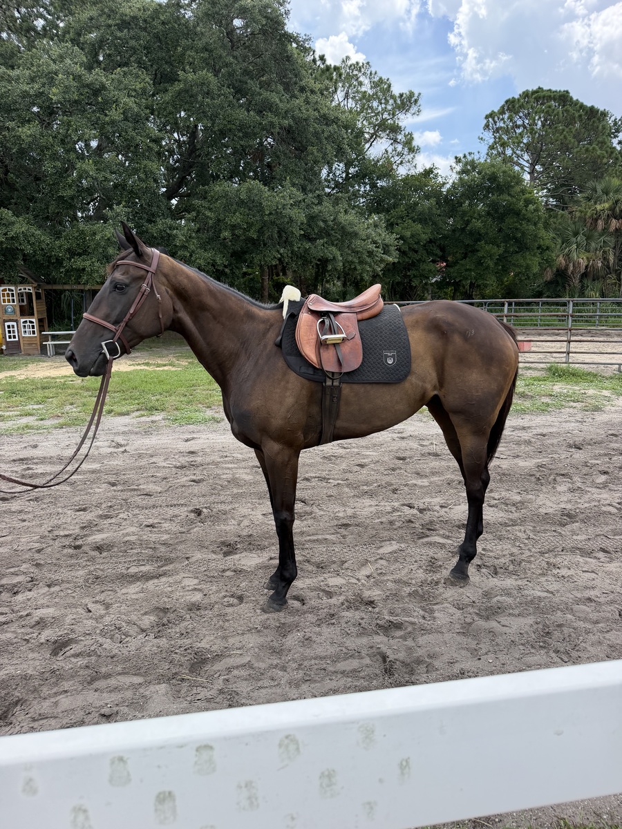 Neom City, 5yo Thoroughbred mare, 16.0hh
