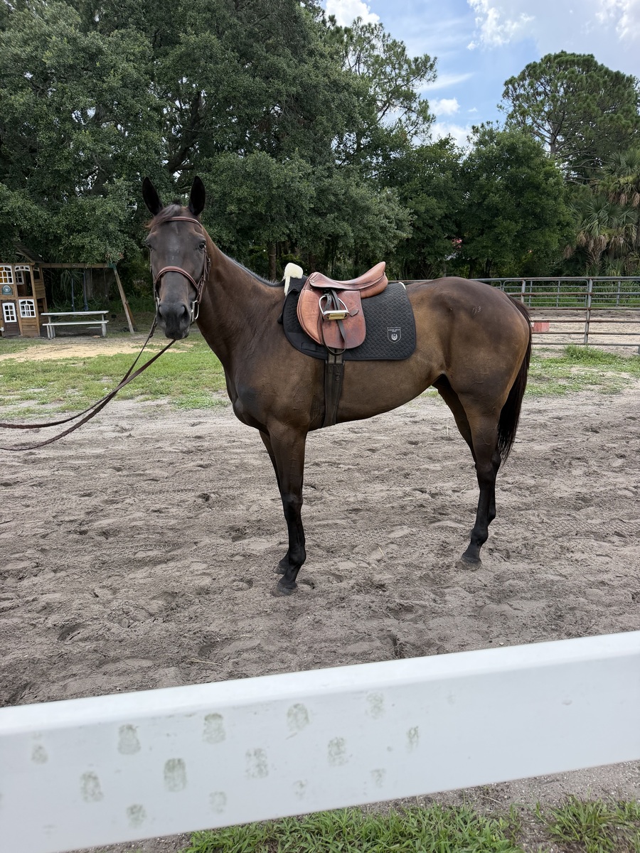 Neom City, 5yo Thoroughbred mare, 16.0hh