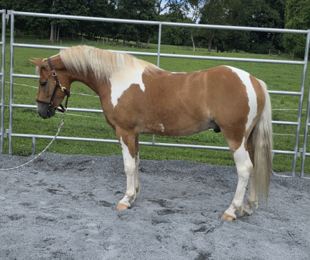 Smokey, 4yo Haflinger Shetland Pony gelding, 14.0hh