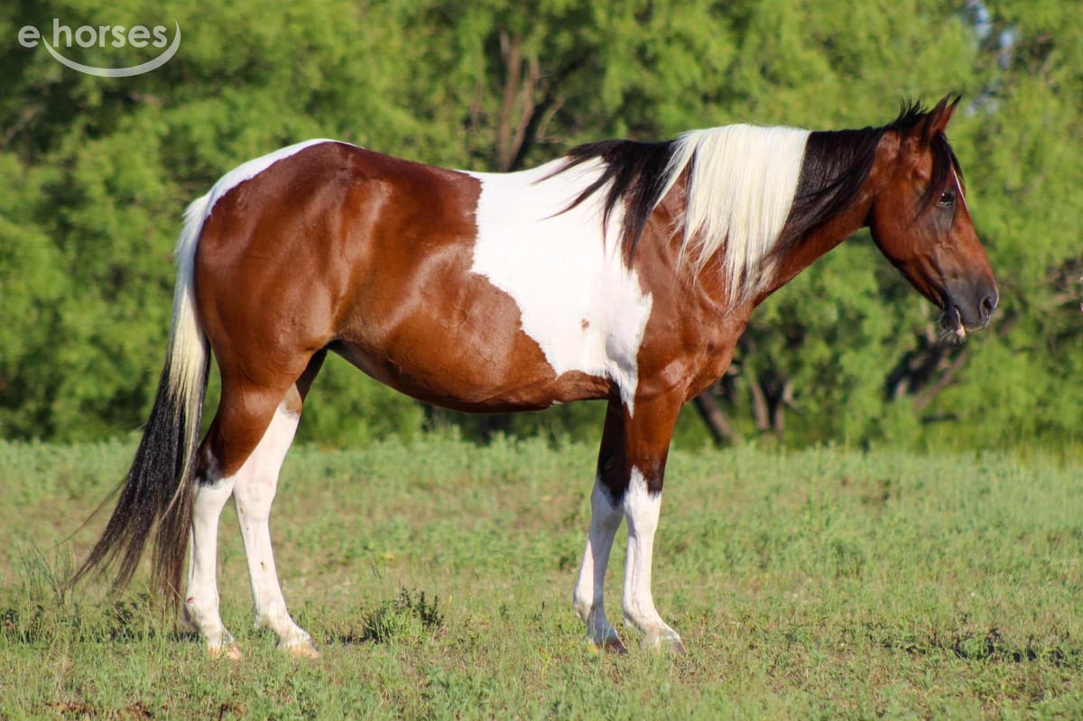 American Paint Horse, 11yo American Paint Horse gelding, 13.2hh
