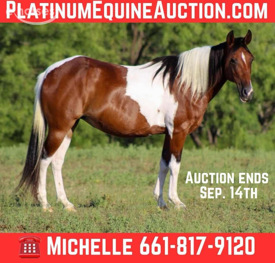 American Paint Horse, 11yo American Paint Horse gelding, 13.2hh