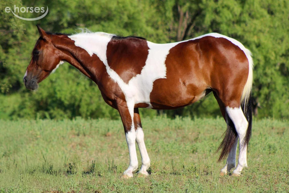 American Paint Horse, 11yo American Paint Horse gelding, 13.2hh