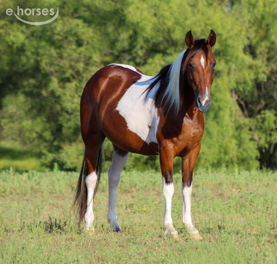 American Paint Horse, 11yo American Paint Horse gelding, 13.2hh