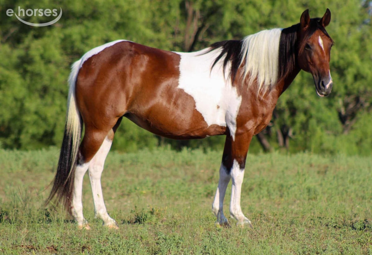 American Paint Horse, 11yo American Paint Horse gelding, 13.2hh