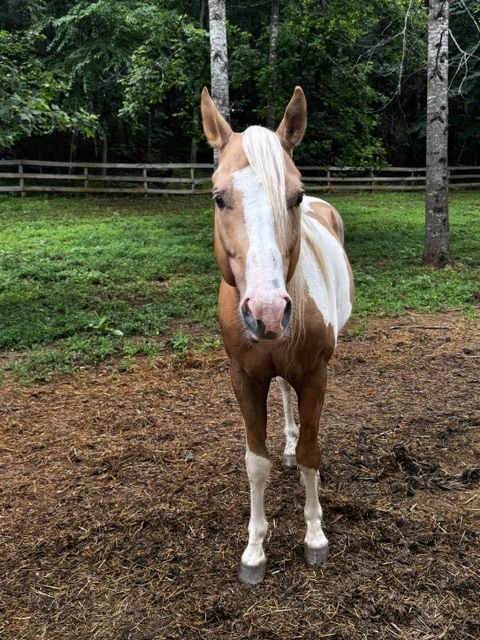 Highball, 9yo American Paint Horse gelding, 15.0hh