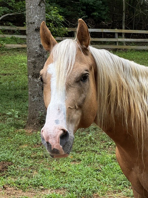 Highball, 9yo American Paint Horse gelding, 15.0hh