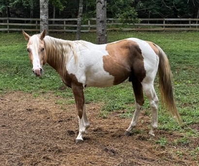 Highball, 9yo American Paint Horse gelding, 15.0hh