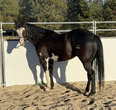 Pqf maximum mayhem, 5yo APHA Paint gelding, 15.1hh