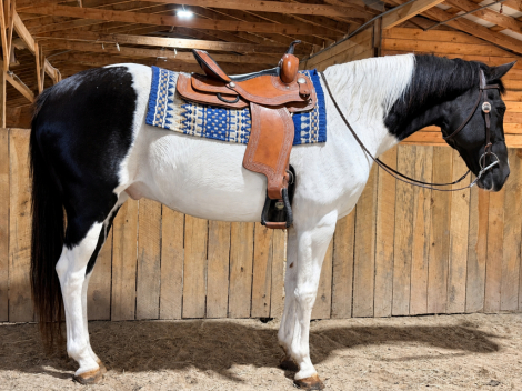 Domino, 13yo APHA Paint gelding, 15.1hh