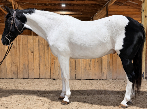 Domino, 13yo APHA Paint gelding, 15.1hh