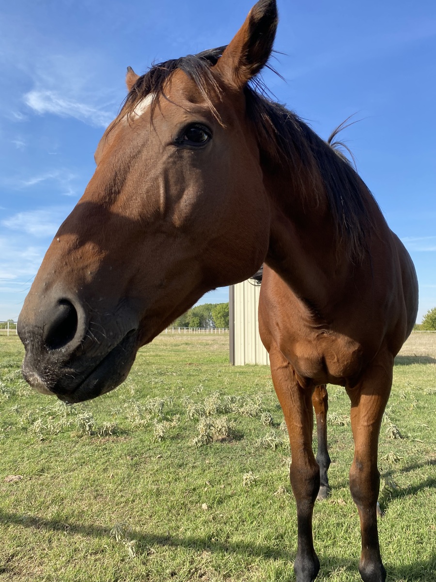 Ol' Drover - COMING SOON, 18yo Thoroughbred gelding, 16.0hh