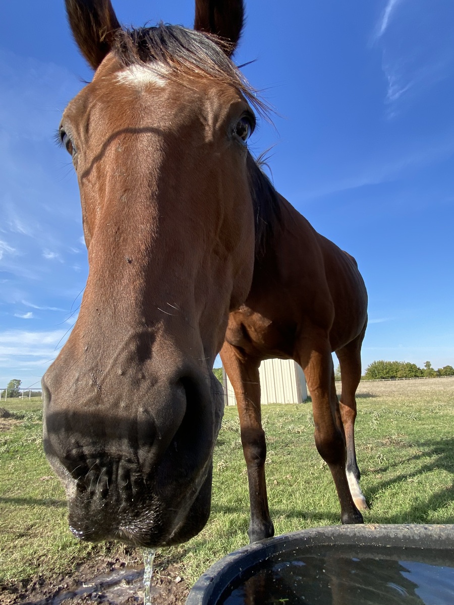 Ol' Drover - COMING SOON, 18yo Thoroughbred gelding, 16.0hh