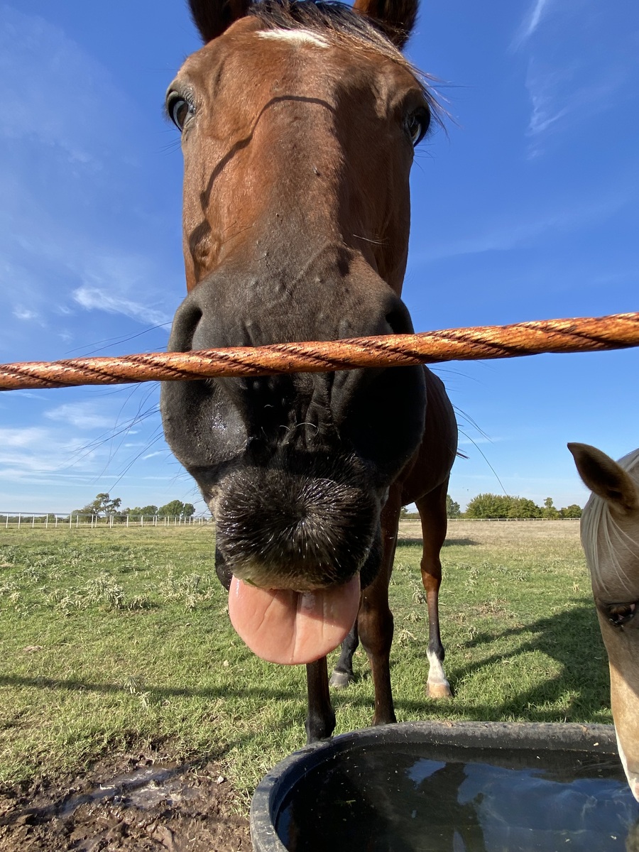 Ol' Drover - COMING SOON, 18yo Thoroughbred gelding, 16.0hh
