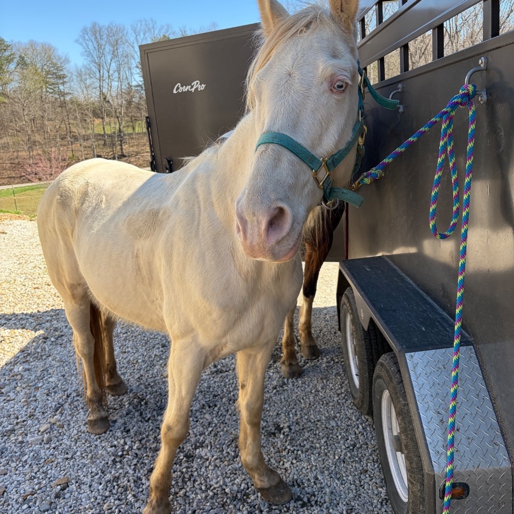 Pearly, 9yo Tennessee Walker gelding, 15.3hh