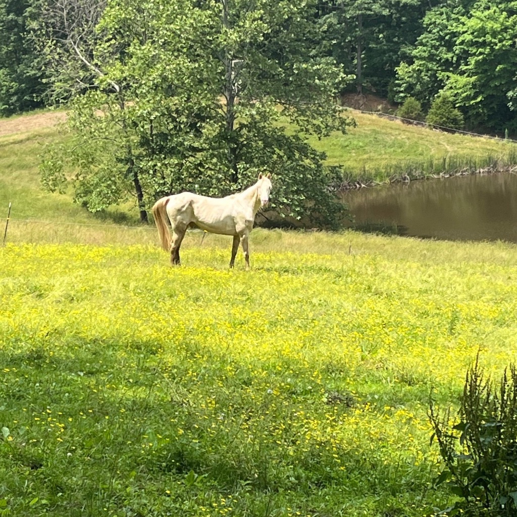 Pearly, 9yo Tennessee Walker gelding, 15.3hh