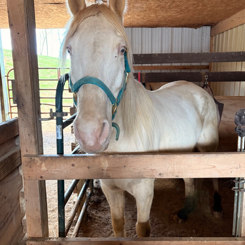 Pearly, 9yo Tennessee Walker gelding, 15.3hh