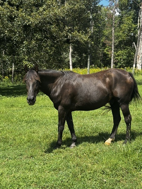 Skip, 21yo American Quarter Horse/Appaloosa gelding, 15.0hh
