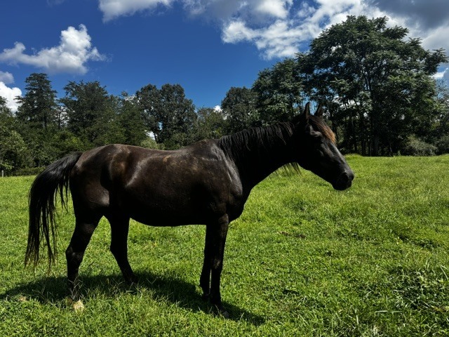 Skip, 21yo American Quarter Horse/Appaloosa gelding, 15.0hh