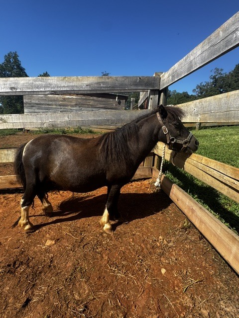 Steele and Thumbelina, 15yo Miniature Horse mare, 8.0hh