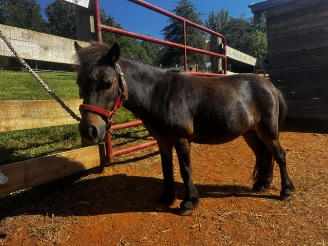 Steele and Thumbelina, 15yo Miniature Horse mare, 8.0hh