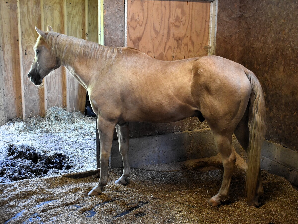 Ed, 33yo American Quarter Horse gelding, 15.0hh