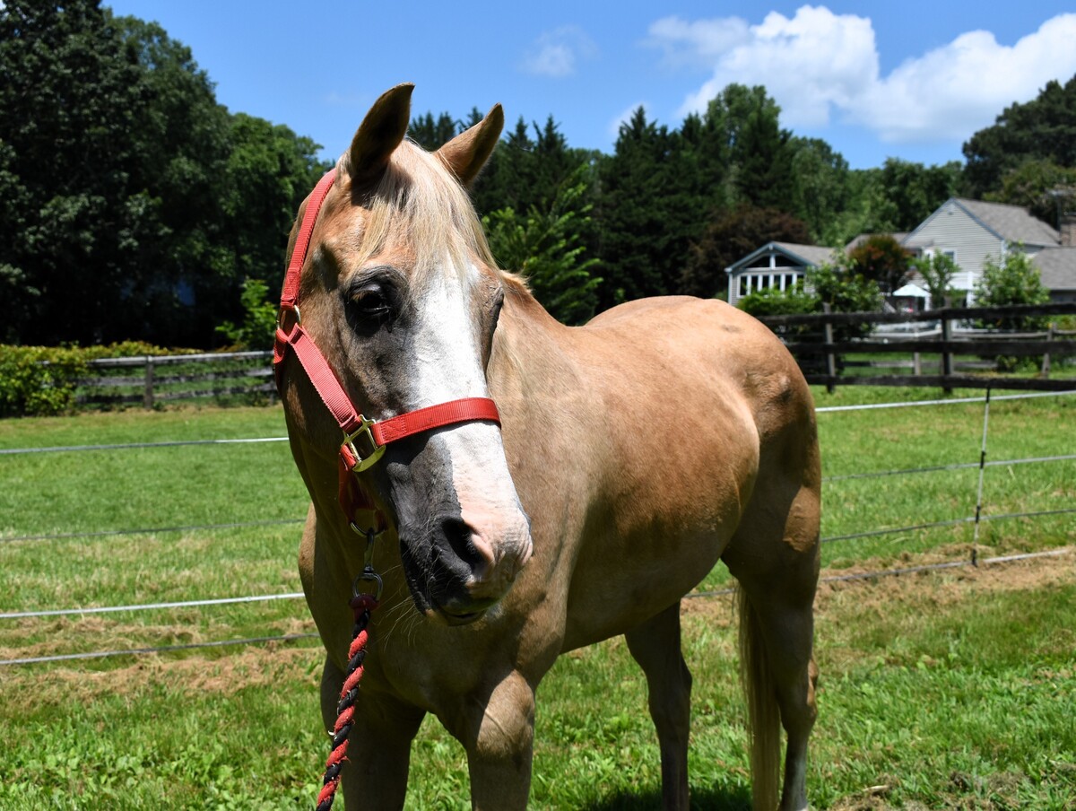 Ed, 33yo American Quarter Horse gelding, 15.0hh