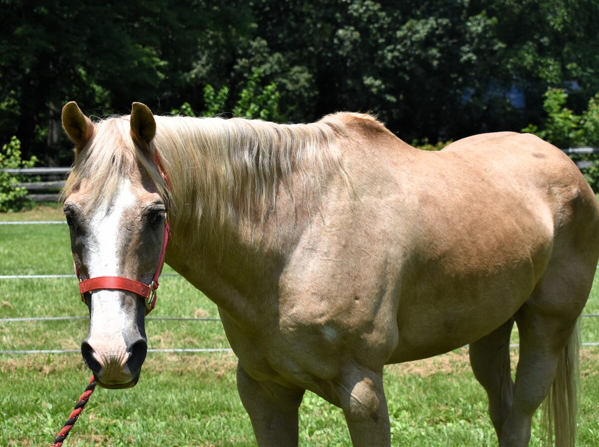 Ed, 33yo American Quarter Horse gelding, 15.0hh