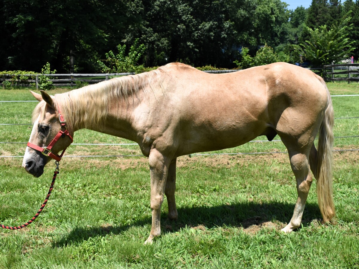 Ed, 33yo American Quarter Horse gelding, 15.0hh